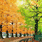 woods