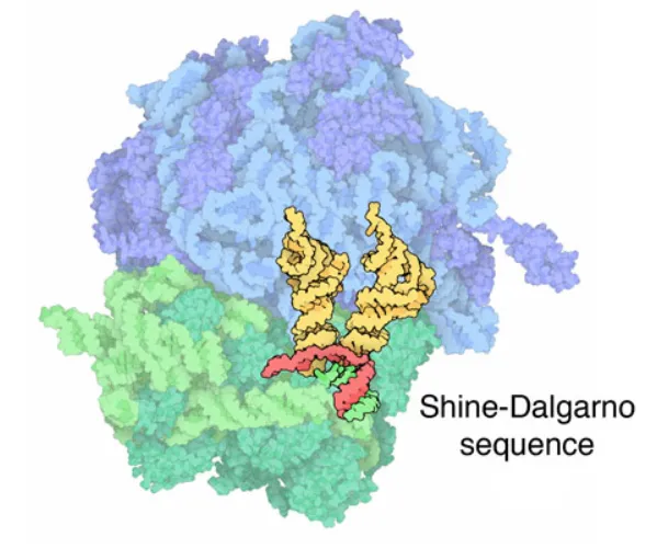 null 起始复合物,其中tRNA 为黄色,mRNA 为红色