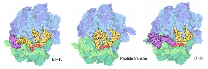 null EF-Tu递送 tRNA(左)、肽键合成(中)以及 EF-G 进行易位(右)
