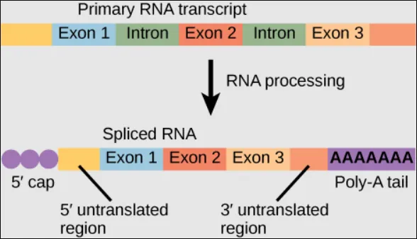 null 真核生物的前mRNA在离开细胞核之前会经过加工,添加5′端帽和3′端poly-A尾,并剪接内含子。(图片来源于:slcc.pressbooks.pub网站)