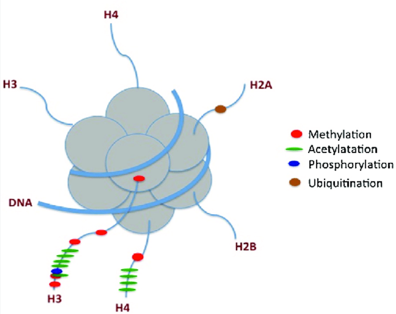 null 组蛋白的各种修饰类型(图片来源于文献:Reproduction and nutriment–nurture crosstalk: epigenetic perspectives)