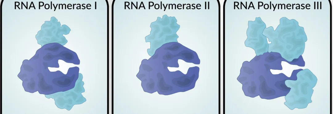 真核生物RNA聚合酶结构（图片来源于：https://www.jove.com/science-education/v/11583/the-three-eukaryotic-rna-polymerases）