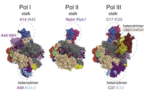 真核生物RNA聚合酶原子级别结构（图片来源于文献：RNA polymerase I and III: similar yet unique）