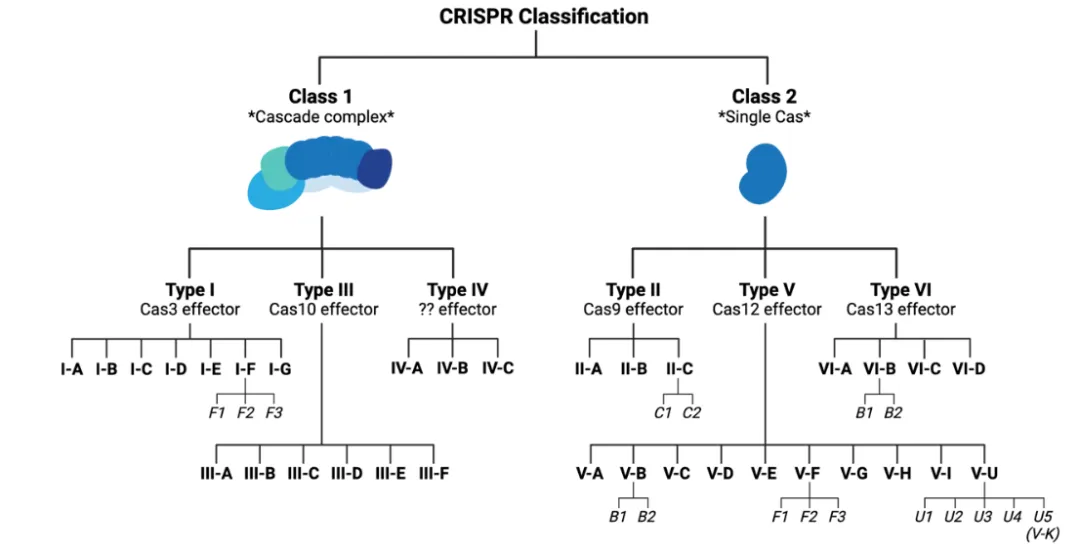 CRISPR-Cas系统分类（图片来源于：blog.addgene.org网站）