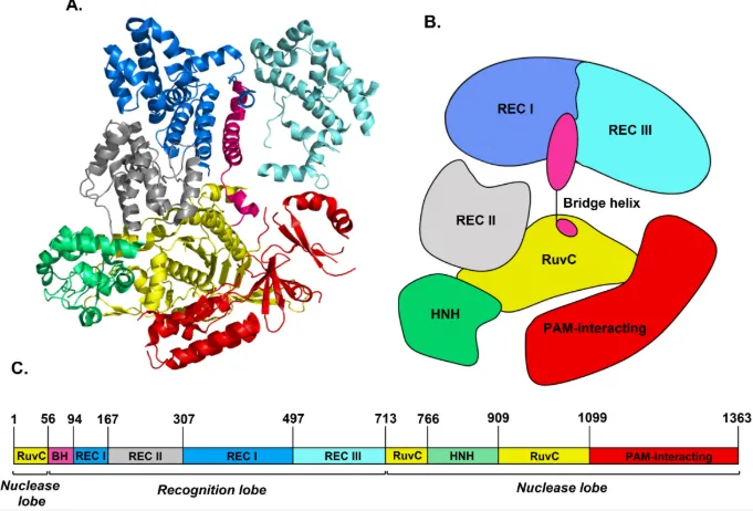 Cas9蛋白结构（图片来源于文献：Electronic Circular Dichroism of the Cas9 Protein and gRNA:Cas9 Ribonucleoprotein Complex）
