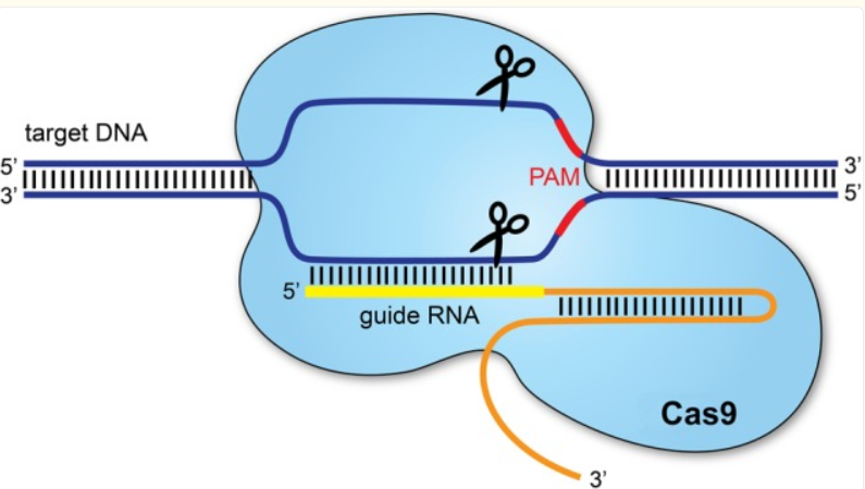 CRISPR/Cas-9 系统组成（图片来源于文献）