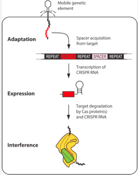 CRISPR-Cas9系统工作的三个阶段（图片来源于：doudnalab.org网站）