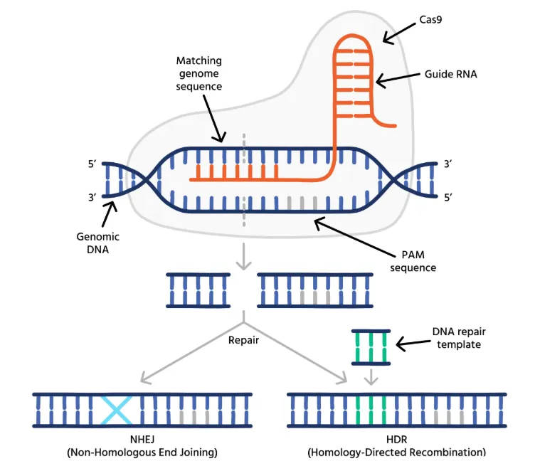 CRISPR-Cas9 基因编辑的示意图。在没有修复模板的情况下，细胞会通过容易出错的非同源末端连接（NHEJ）修复断裂，这通常导致基因功能的破坏（基因或蛋白敲除）。或者，也可以利用修复模板，通过同源定向修复（HDR）引入特定的序列改变。（图片来源于iotasciences.com网站）