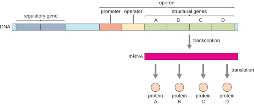 原核生物操纵子，即图中的operon部分。（图片来源于：courses.lumenlearning网站。）